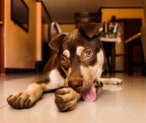 Close-up of a cute brown puppy licking its paw while lying indoors.